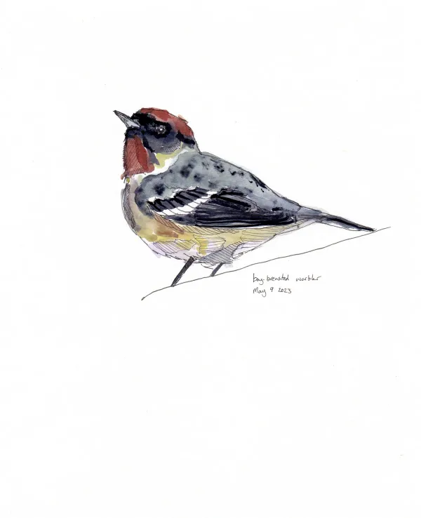 Bay Breasted Warbler