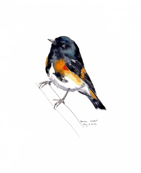 American Redstart