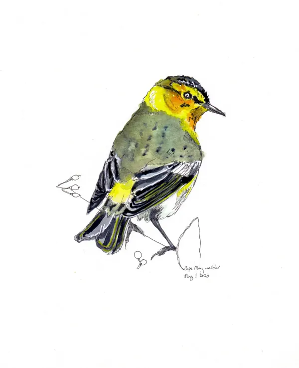 Cape May Warbler