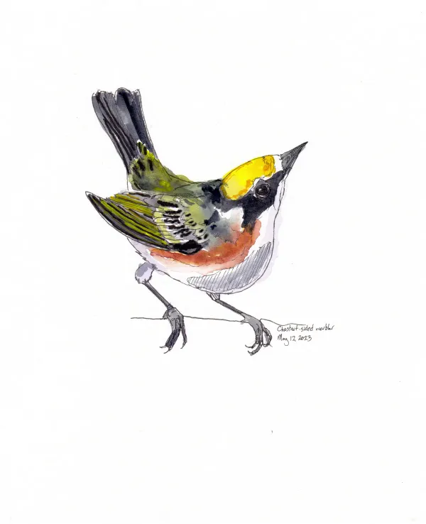 Chestnut Sided Warbler
