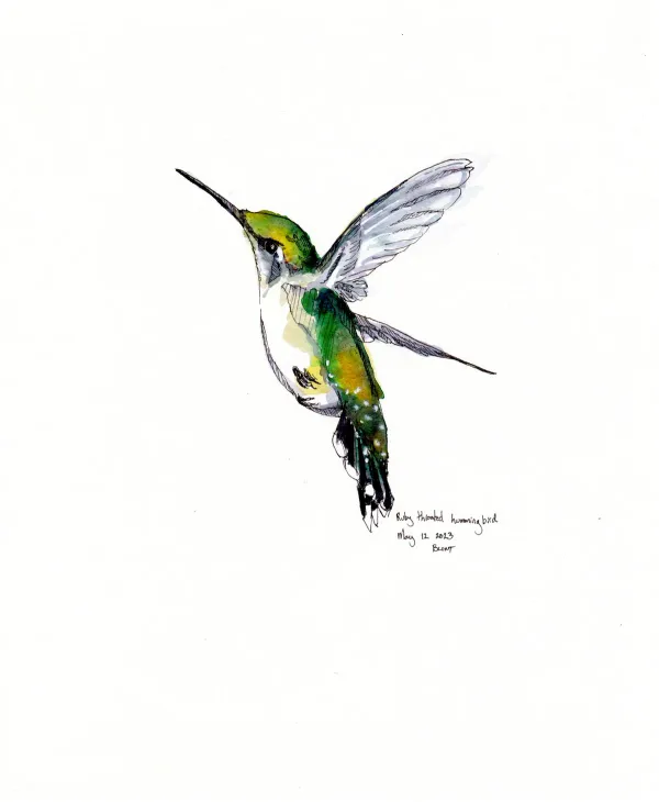 Ruby Throated Hummingbird