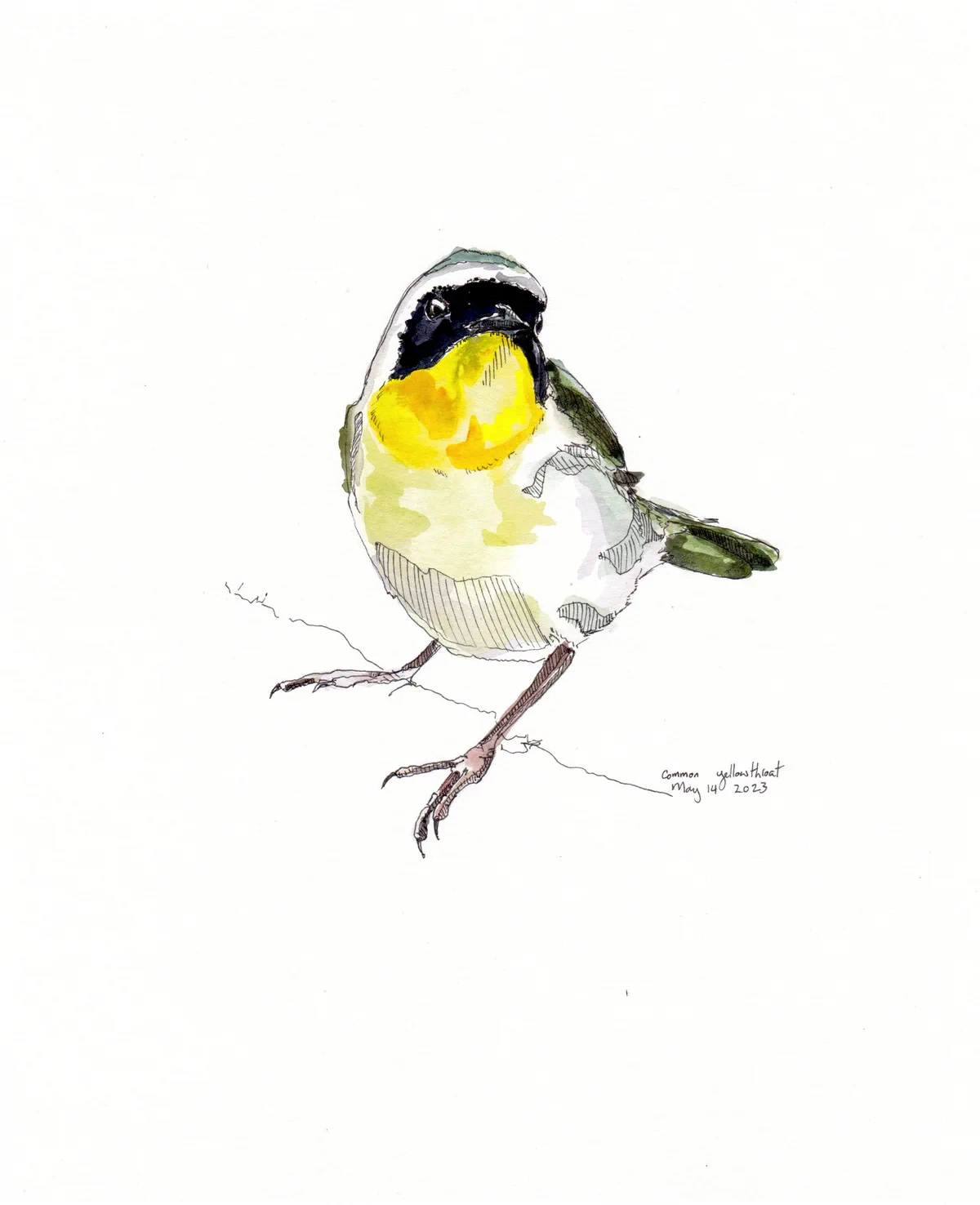 Common Yellowthroat