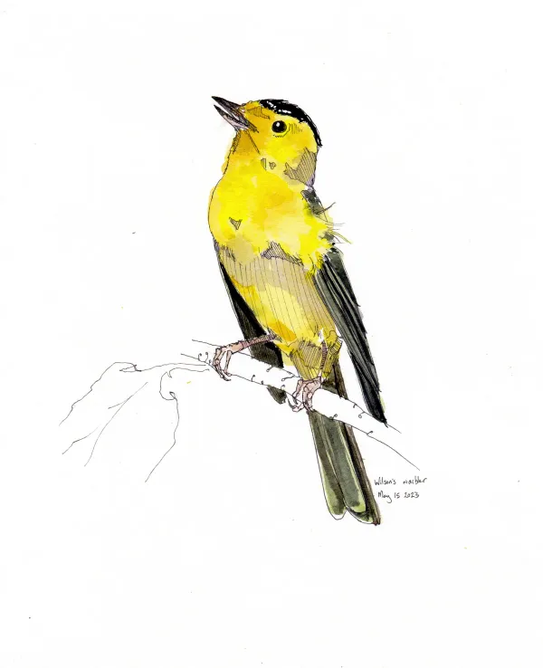 Wilson'S Warbler