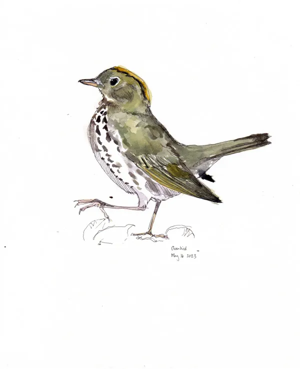 Ovenbird