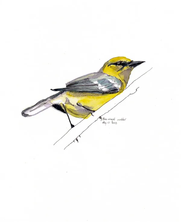 Blue Winged Warbler