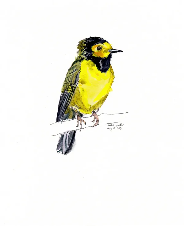 Hooded Warbler