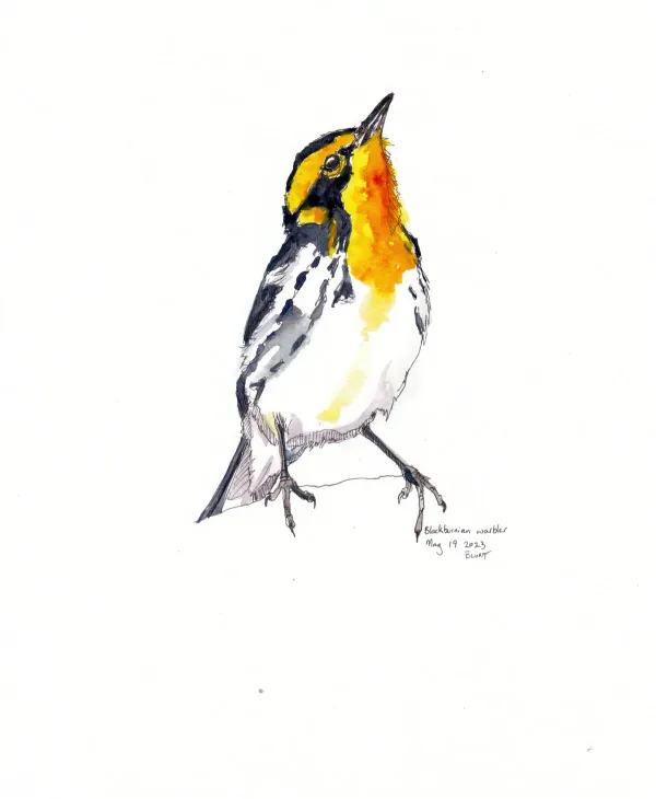 Blackburnian Warbler