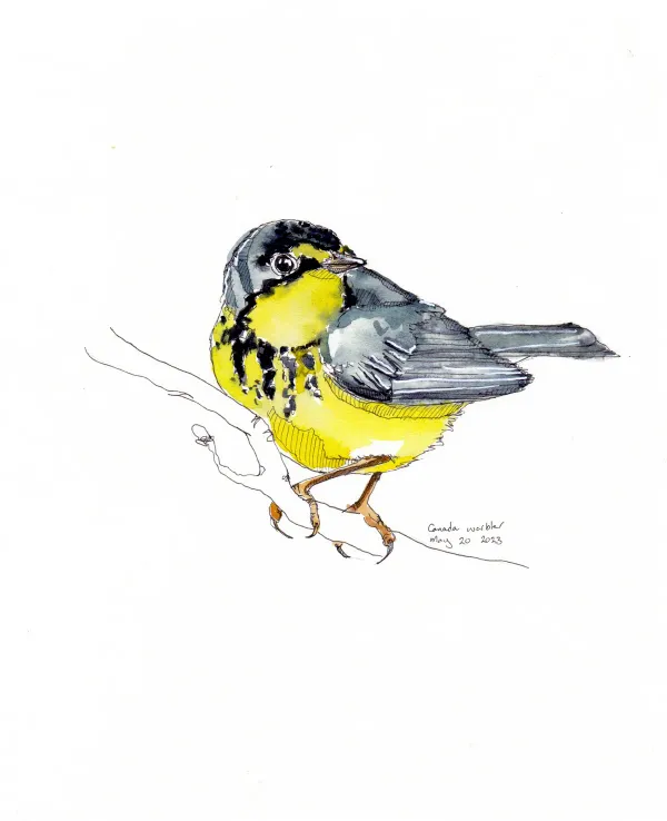 Canada Warbler