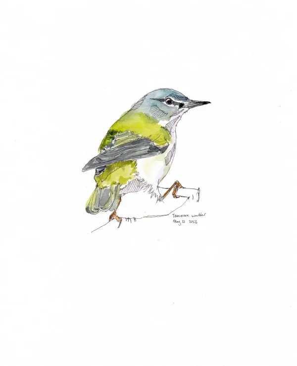 Tennessee Warbler