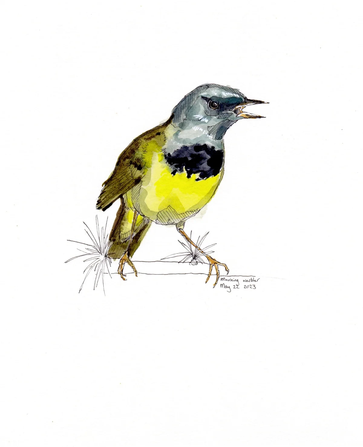 Mourning Warbler