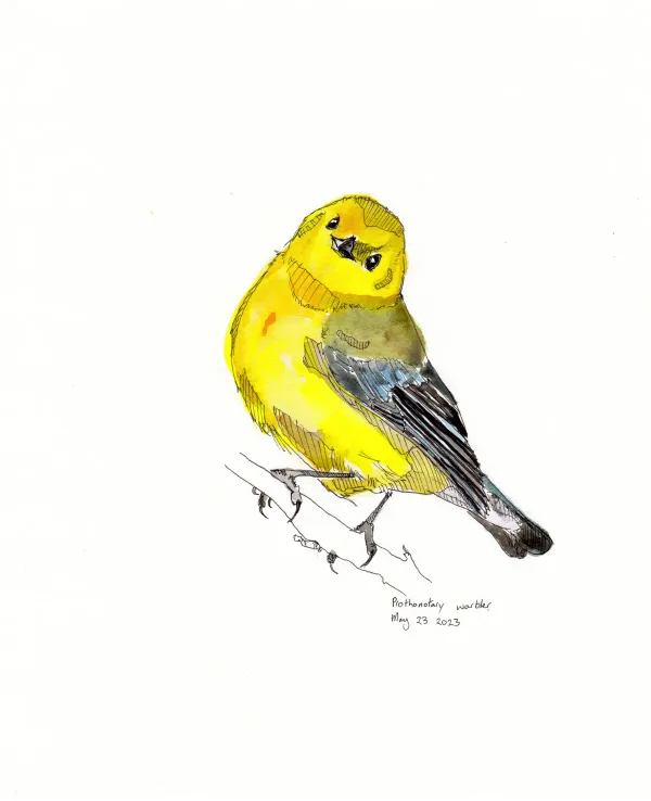 Prothonotary Warbler