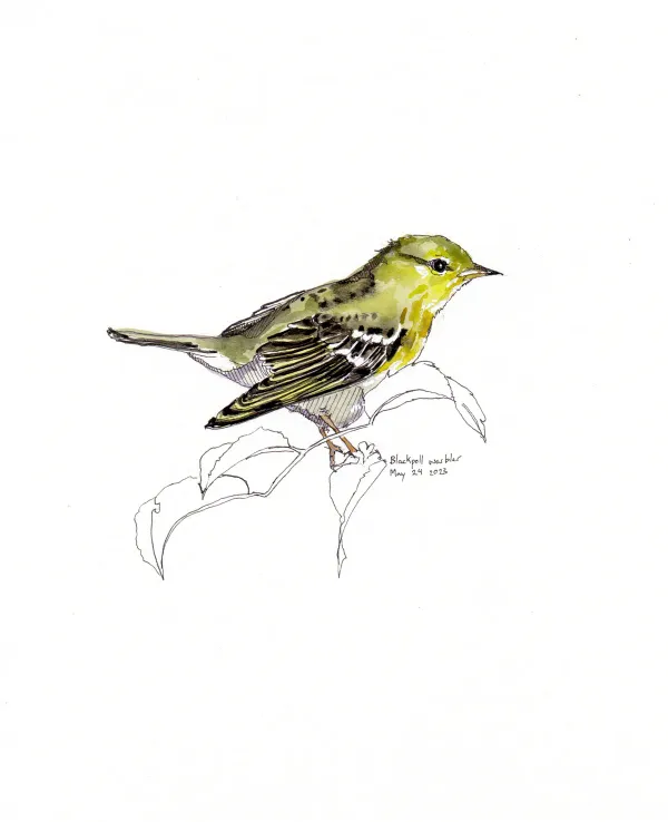 Blackpoll Warbler