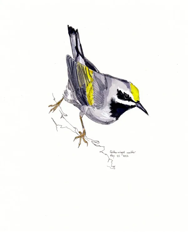 Golden Winged Warbler