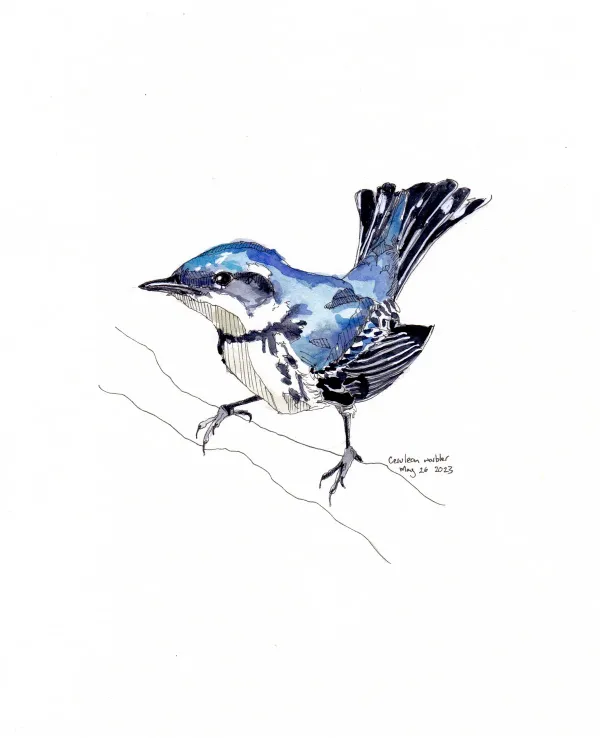 Cerulean Warbler