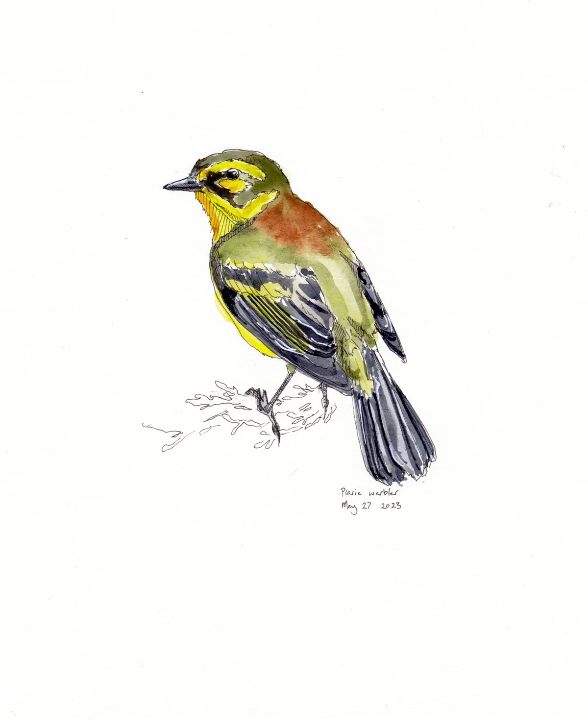 Prarie Warbler