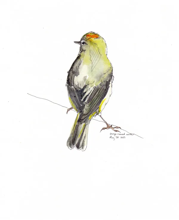 Orange Crowned Warbler