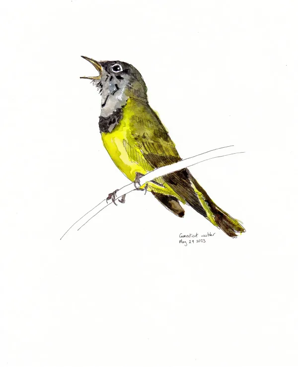 Connecticut Warbler