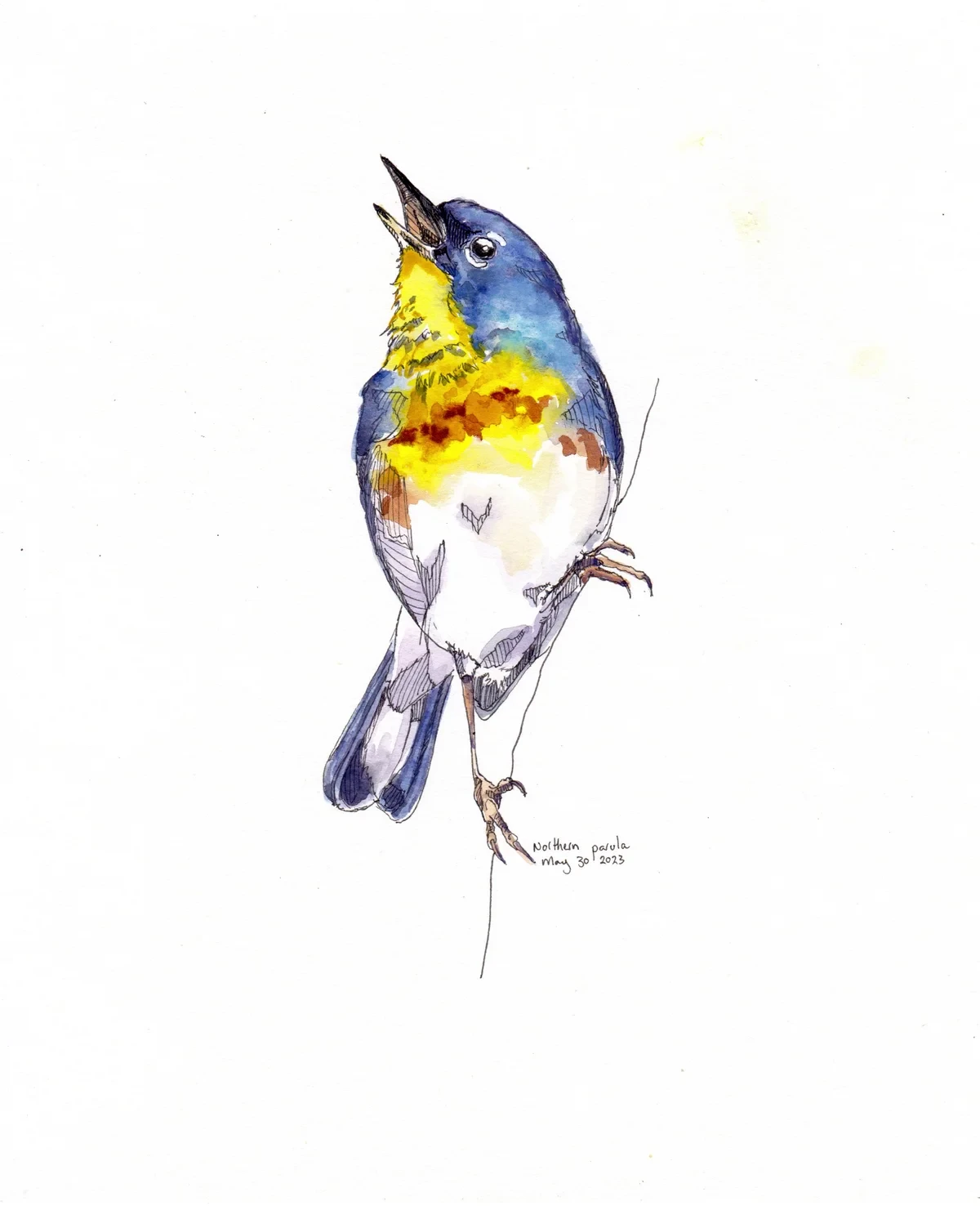 Northern Parula