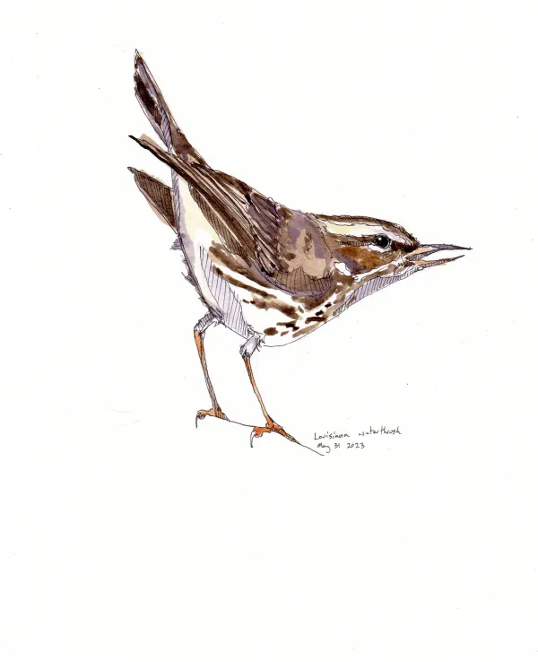 Louisiana Waterthrush