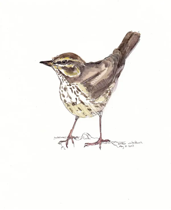 Northern Waterthrush