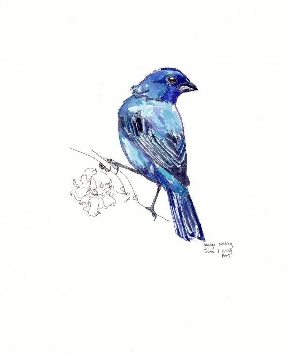 Indigo Bunting