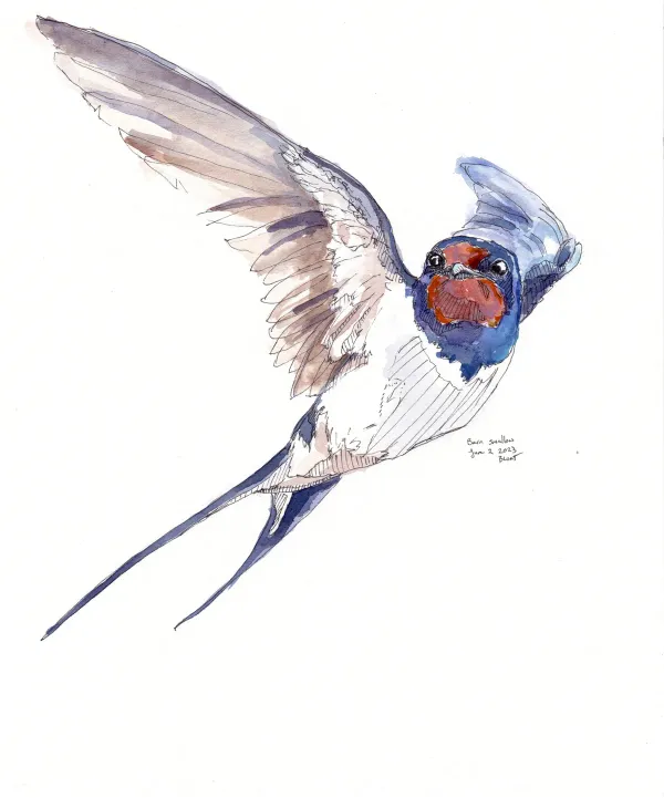 Barn Swallow