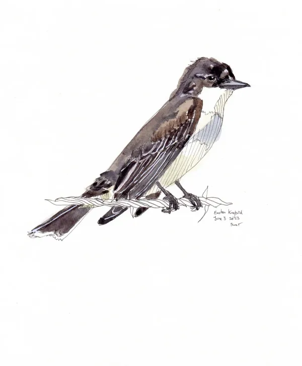 Eastern Kingbird