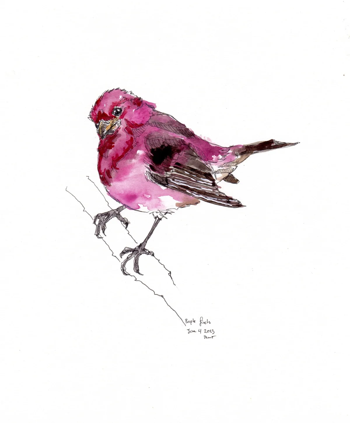 Purple Finch