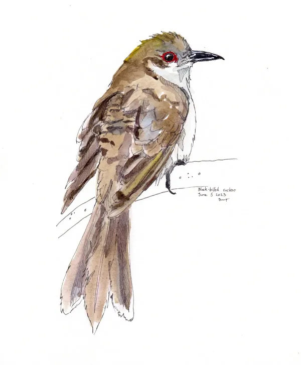Black Billed Cuckoo