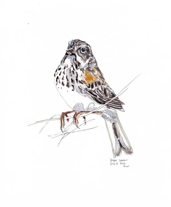 Vesper Sparrow