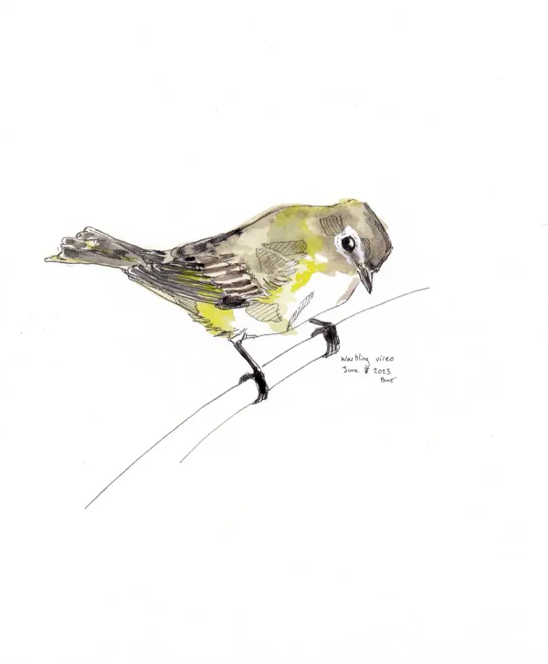 Warbling Vireo