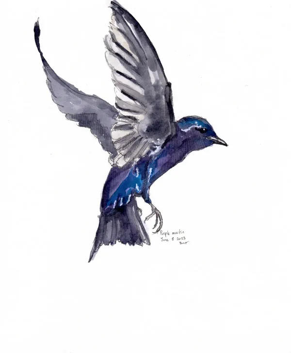 Purple Martin