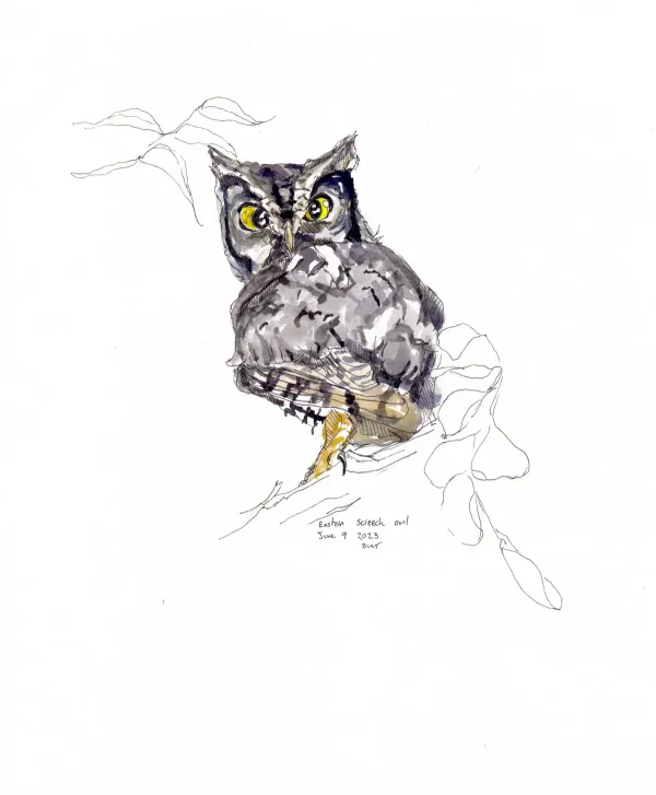 Eastern Screech Owl