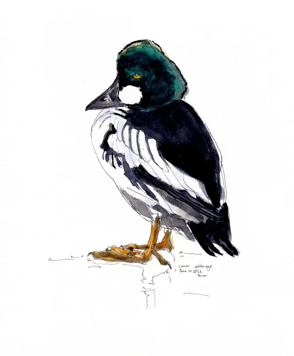 Common Goldeneye