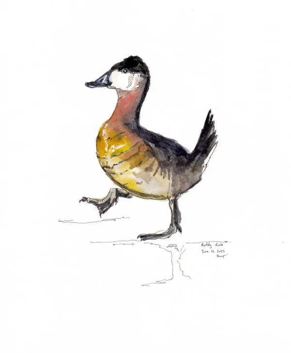 Ruddy Duck