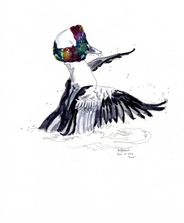 Bufflehead