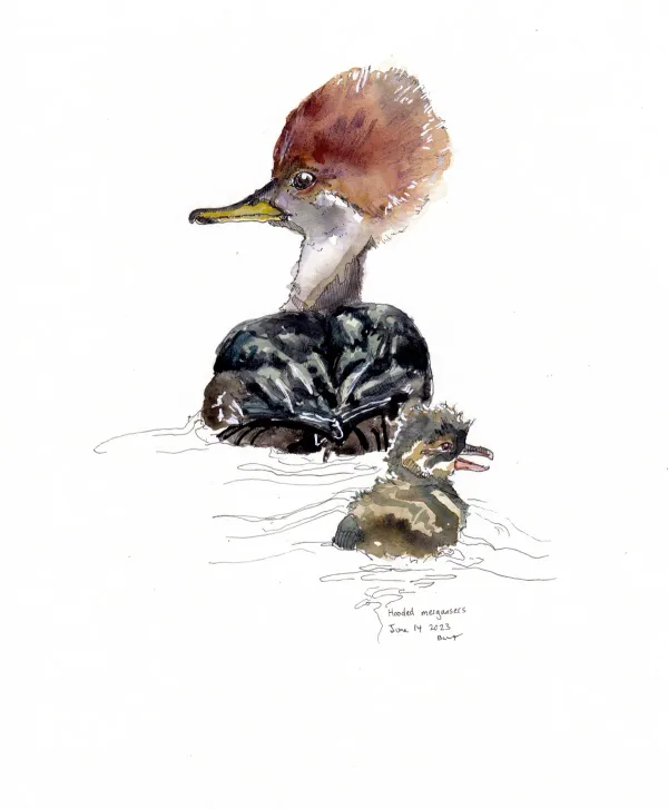 Hooded Merganser