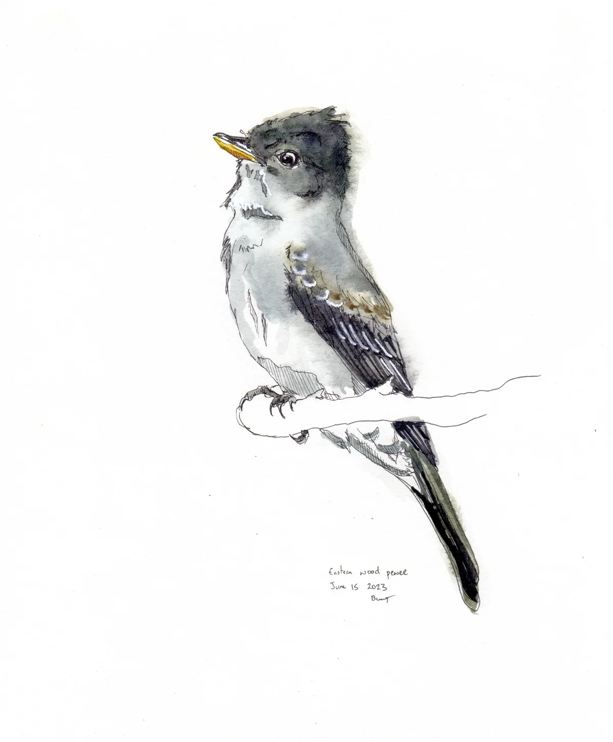 Eastern Wood Pewee