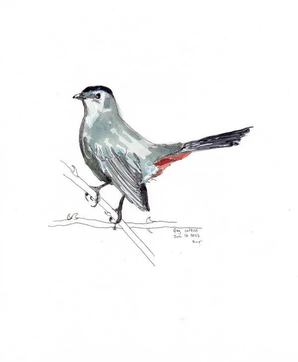 Grey Catbird