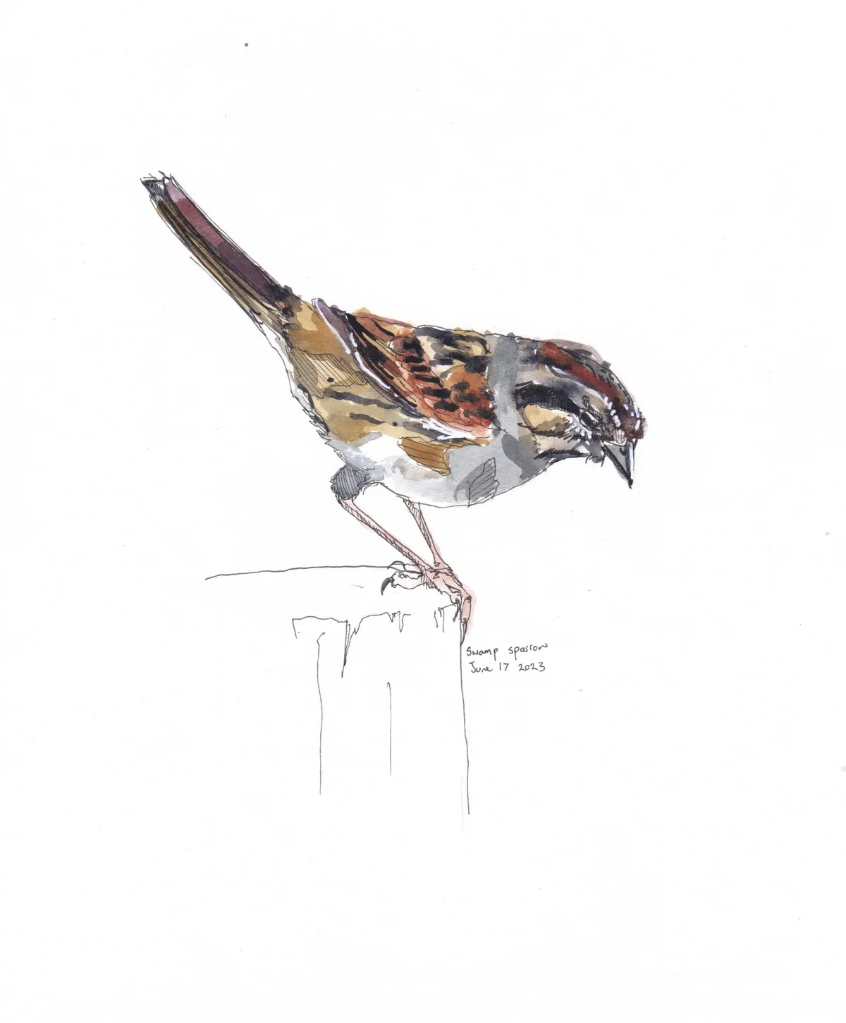 Swamp Sparrow