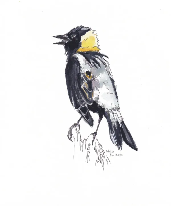Bobolink