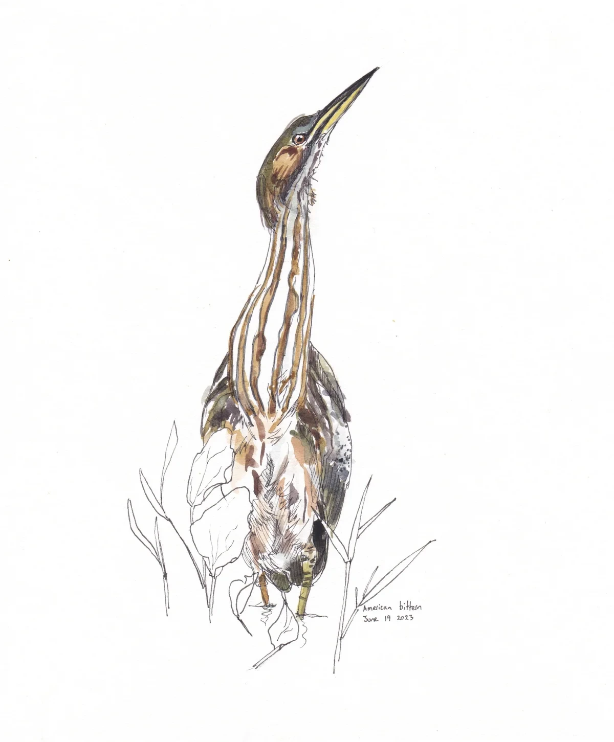 American Bittern