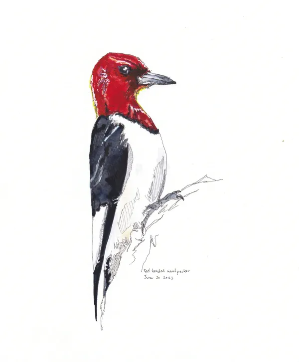 Red Headed Woodpecker