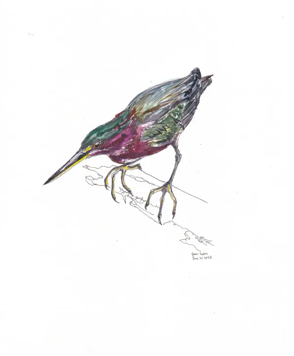 Green Heron