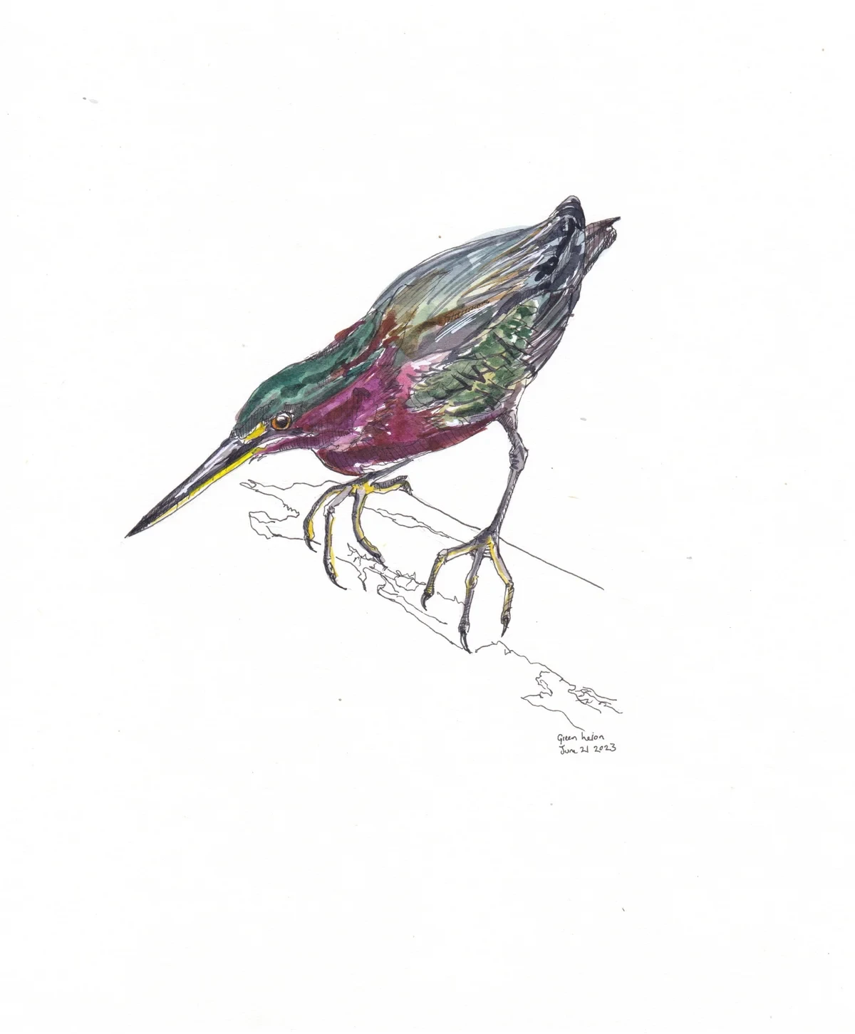 Green Heron