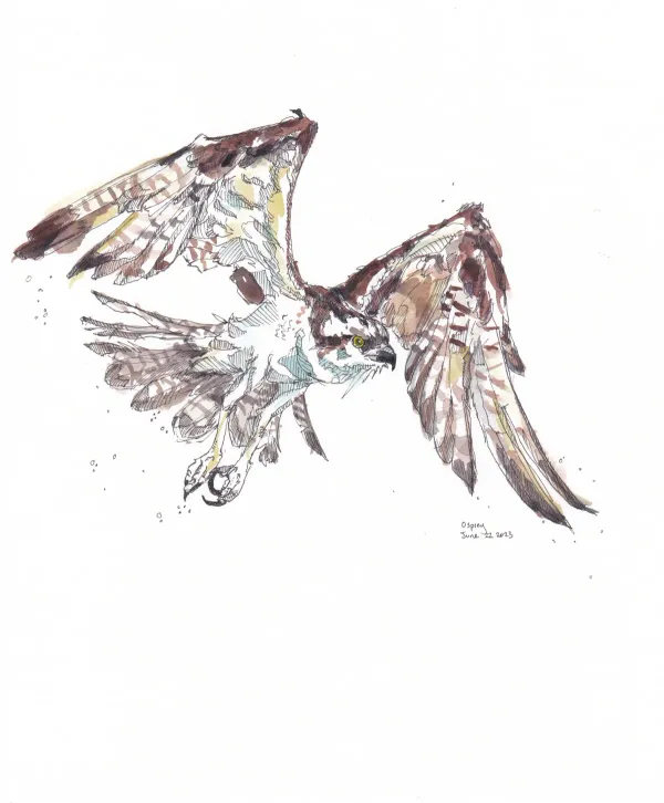 Osprey