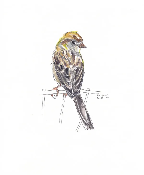 Field Sparrow