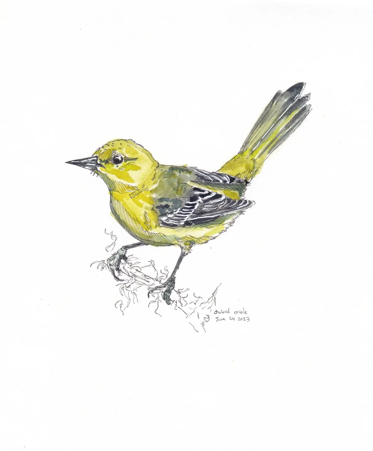 Orchard Oriole