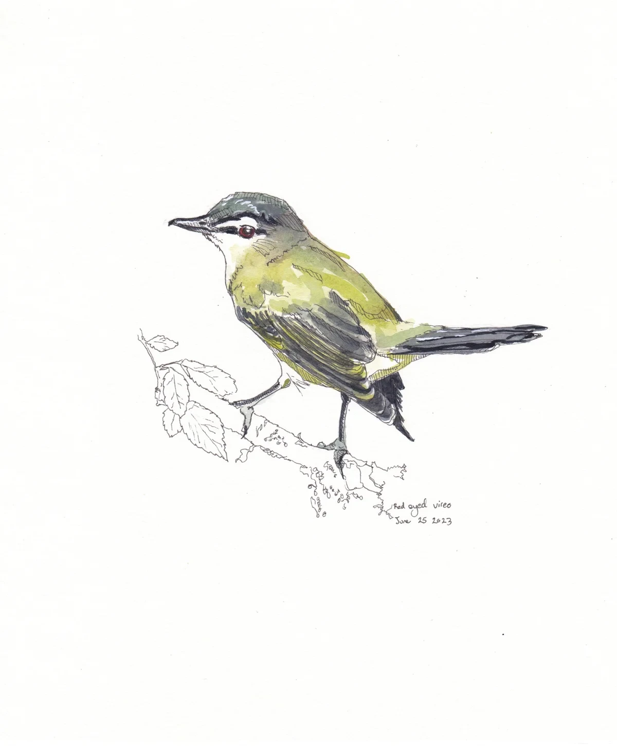 Red Eyed Vireo