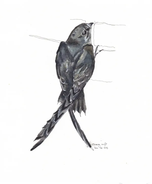 Chimney Swift